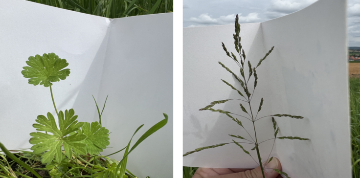 Auf zwei Fotos werden Beispiele gezeigt, wie eine Kennart mit einem Papier gegen Wind oder andere Pflanzen abgegrenzt werden kann