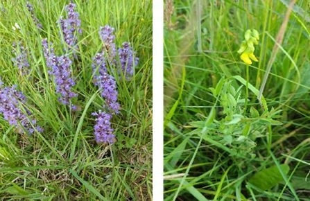 Fotos von Kennarten, bei denen die Kennarten im Vordergrund stehen