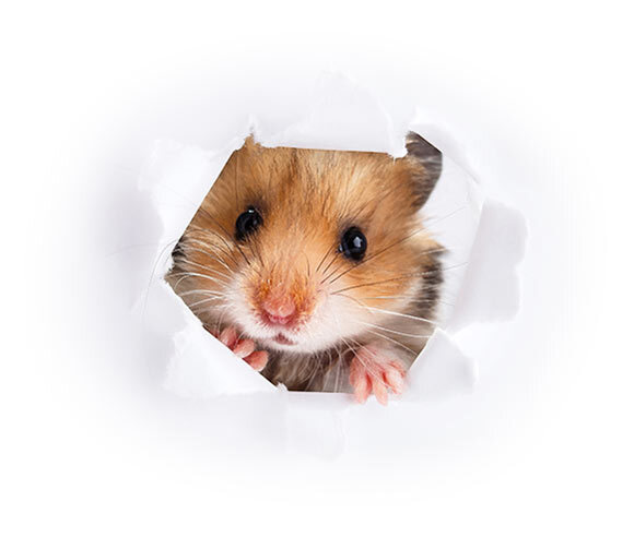 Wartungsfenster, Little hamster looking up in paper side torn hole von Oleksiy Ilyashenko, stock.adobe.com, lizenzsiert über André Fehrmann